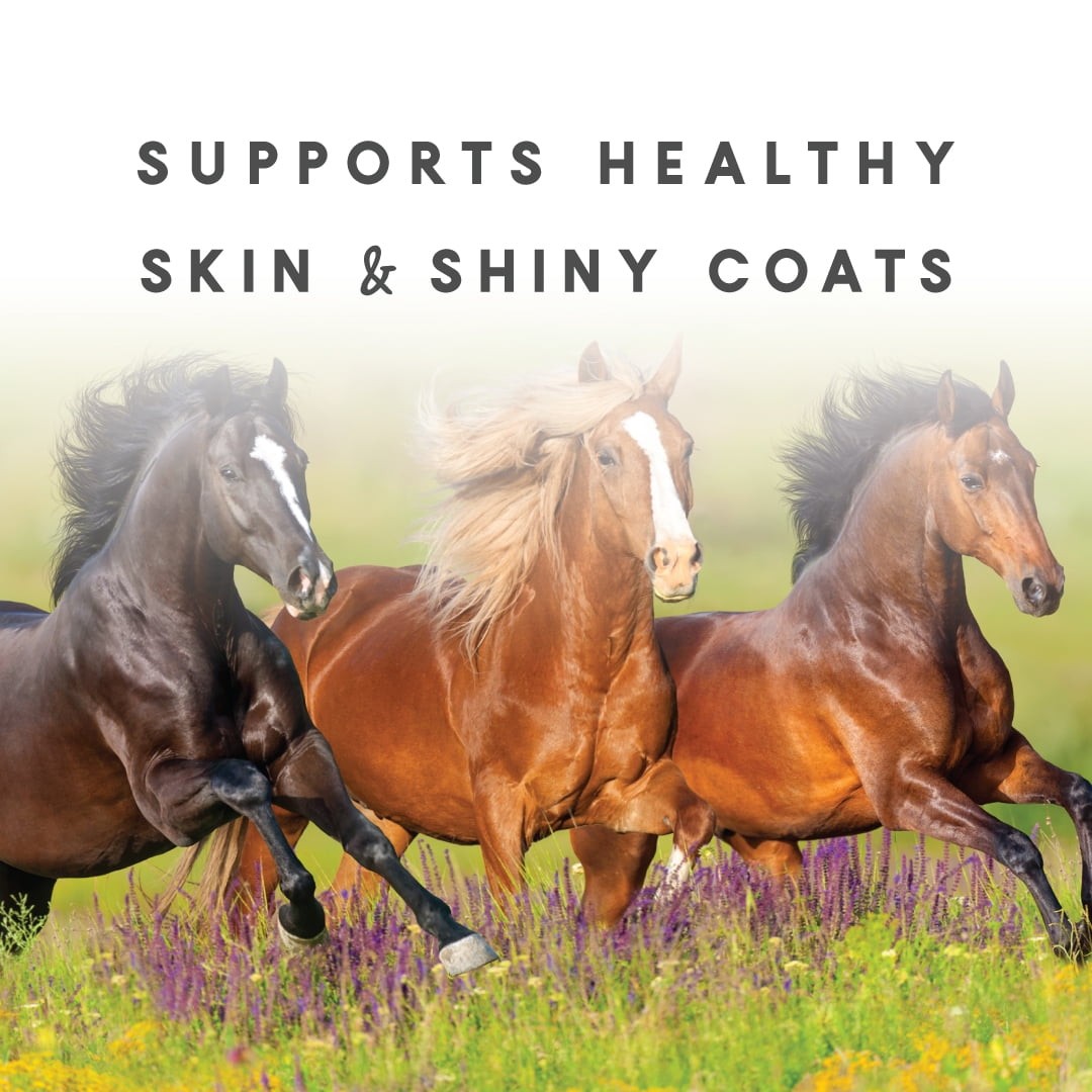 Manna Pro Sho Glo for Horses, Complete Vitamin and Supplement, 5 lbs