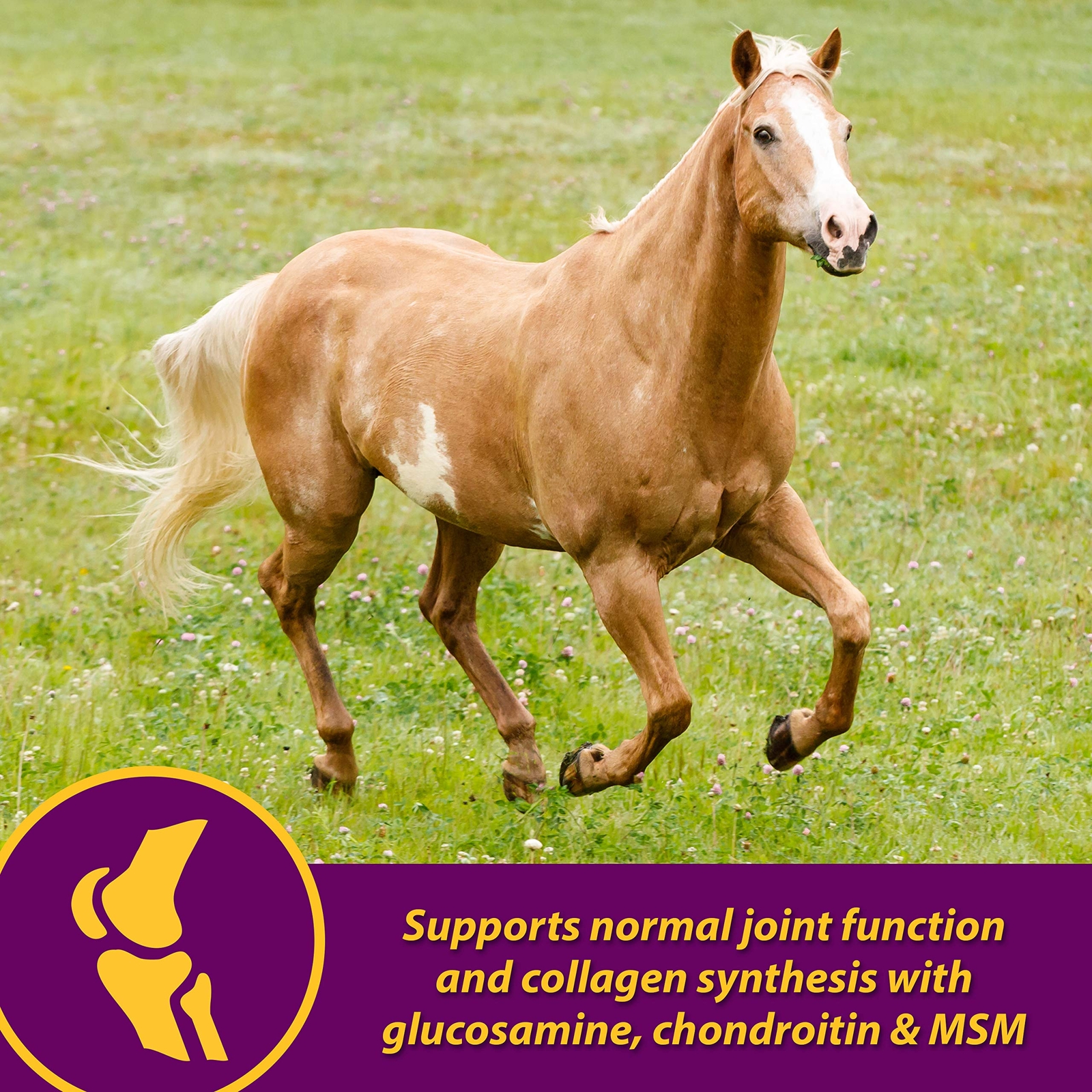 Horse Health Joint Combo Hoof & Coat Glucosamin Chrondroitin Vitamin C MSM