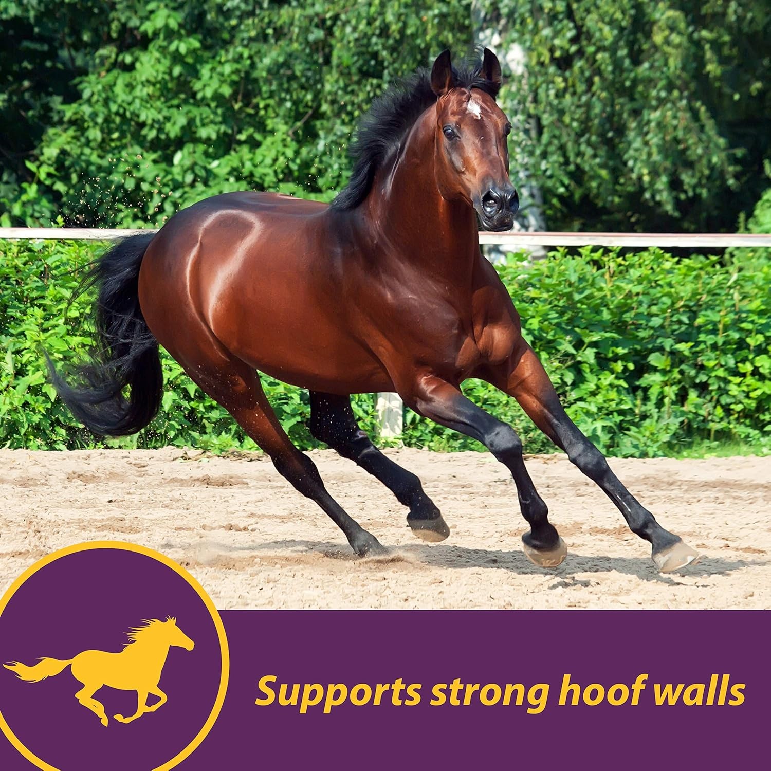 Vita Biotin Crumbles Horse Hoof Supplement Biotin Supplement Supports Healthy