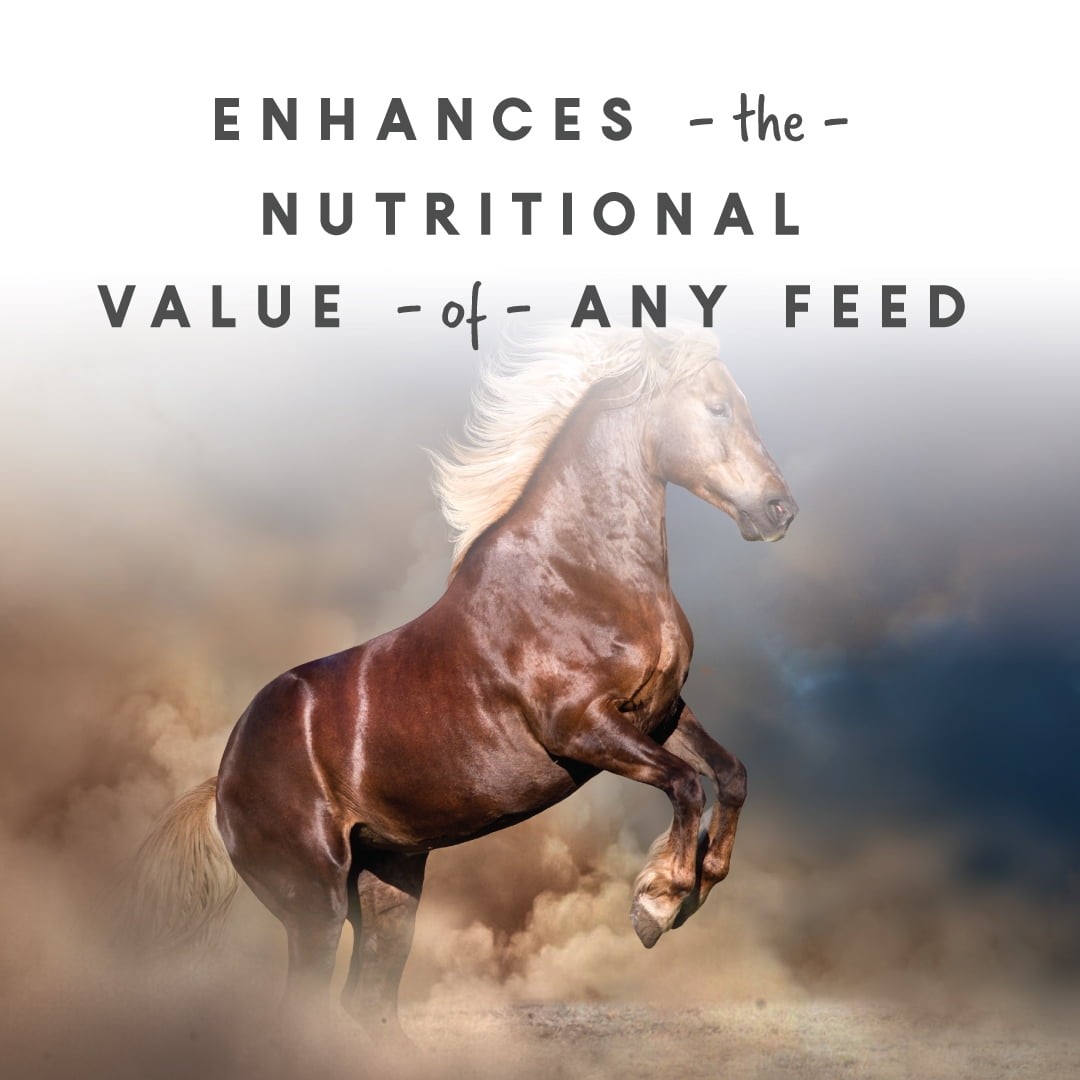 Manna Pro Sho Glo for Horses, Complete Vitamin and Supplement, 5 lbs