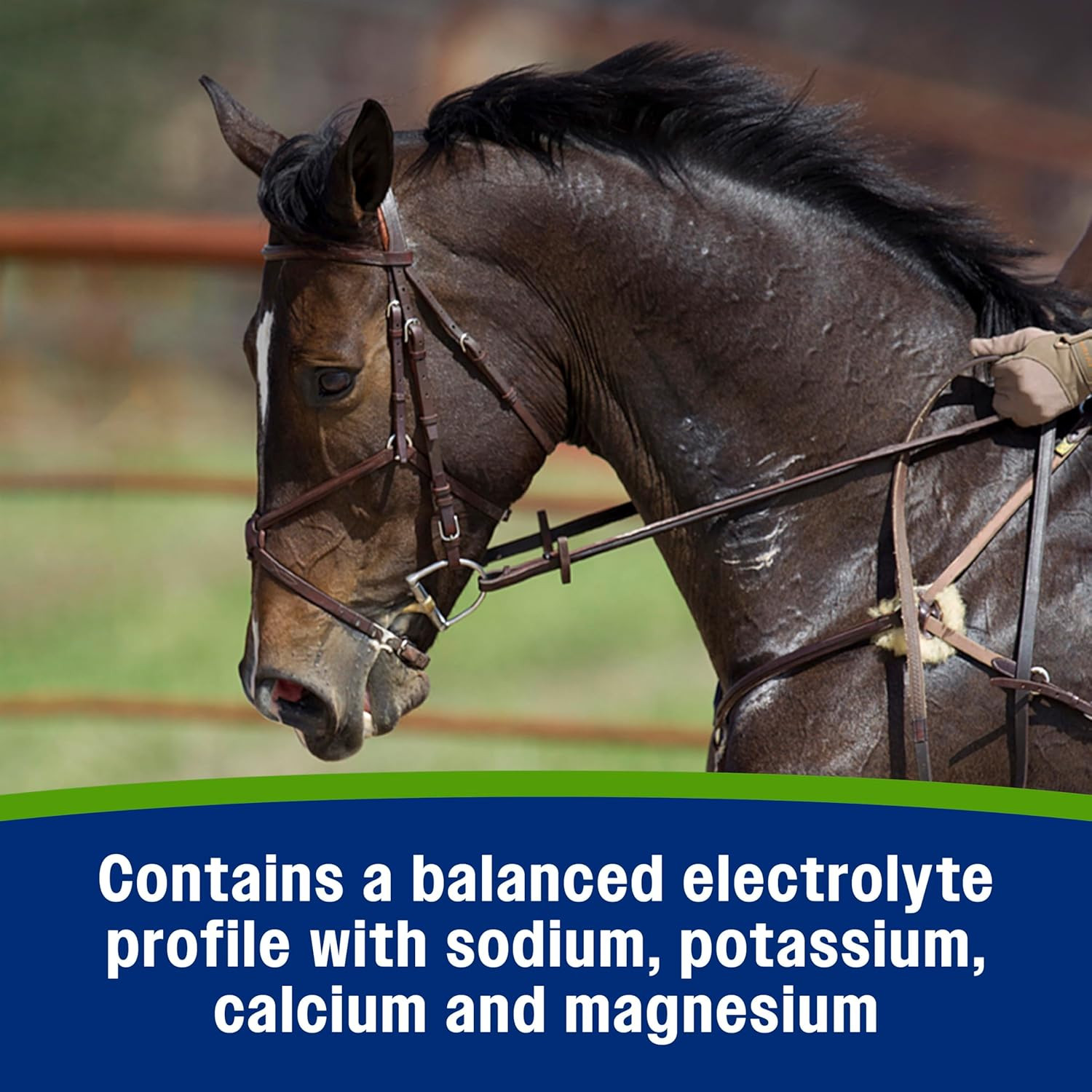 Apple Elite Electrolyte Paste Supplement for Horses, 60 Cc Syringe, Replaces Vit