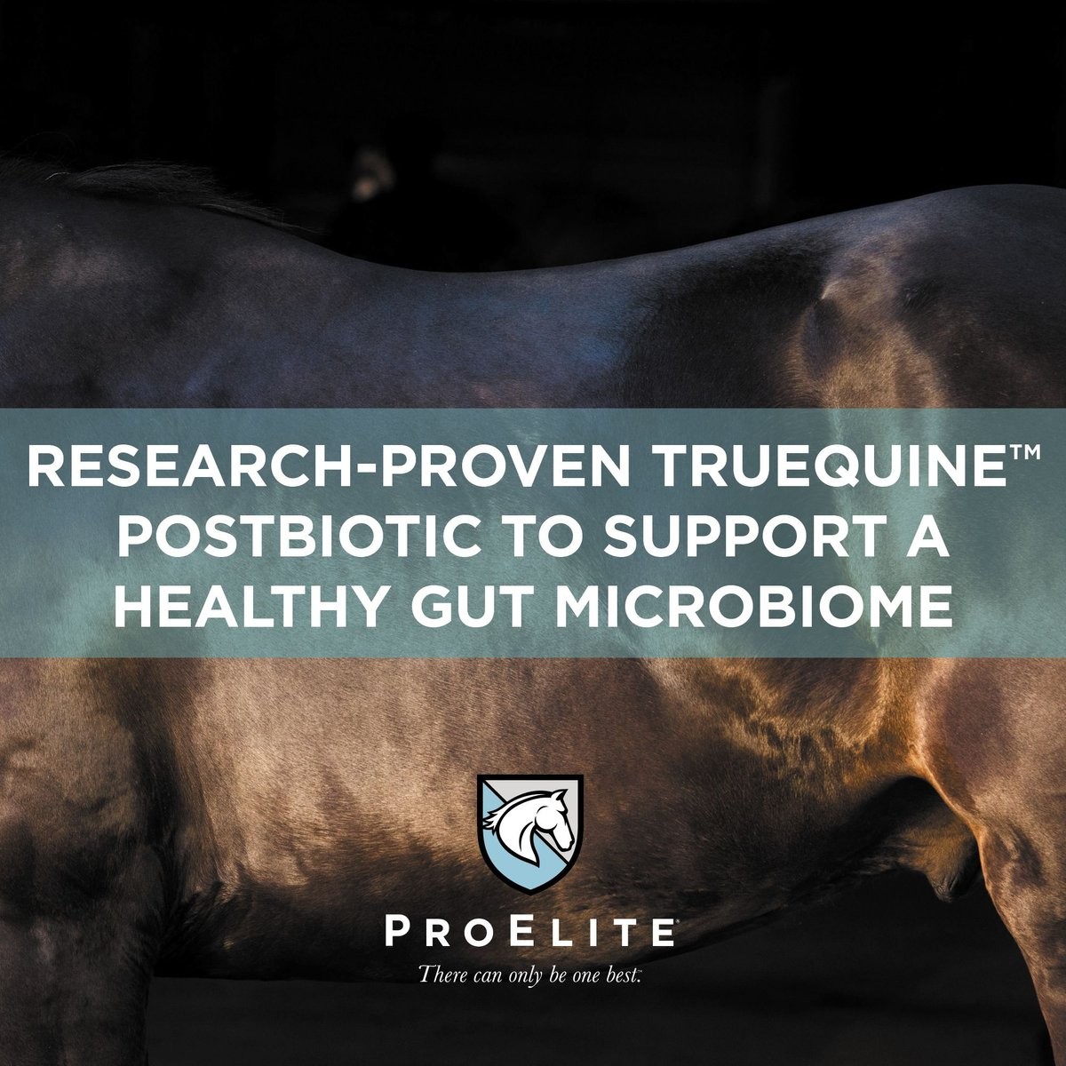 ProElite ~ GUTBIOME Equine Gut Supplement