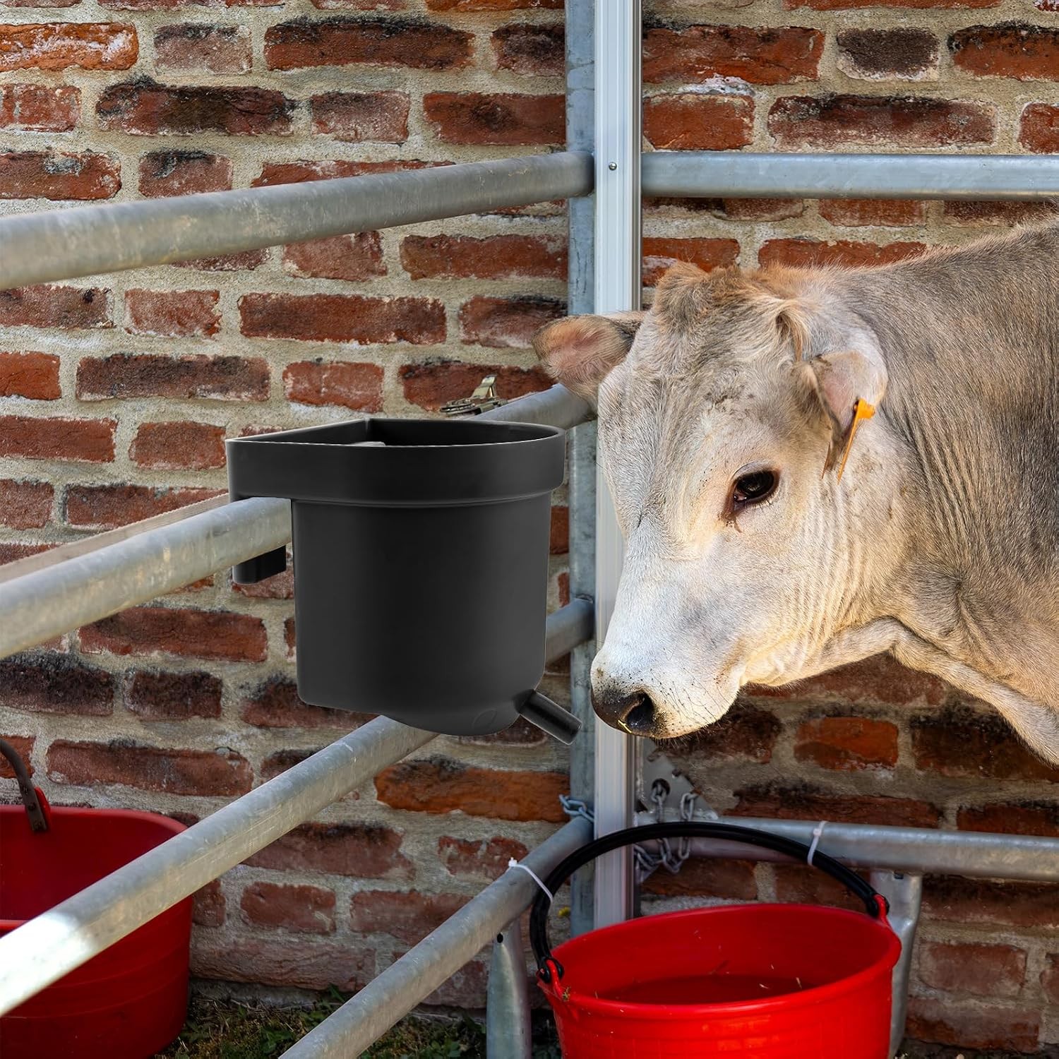 2 Pack 4 Quart Single Teat Calf Milk Feed Bucket Hook Over Hanging Calf Feeder