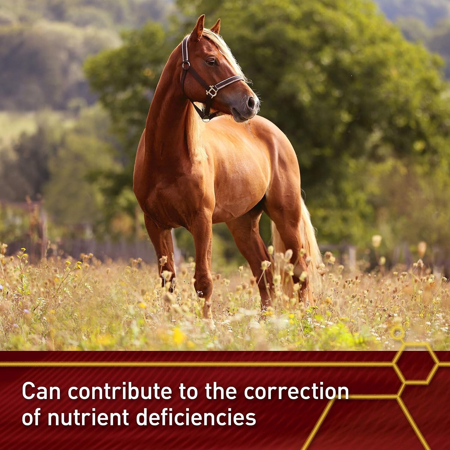 Pro E & Selenium Horse Supplement 4 lb – 64-Day Supply of Essential Antioxidants