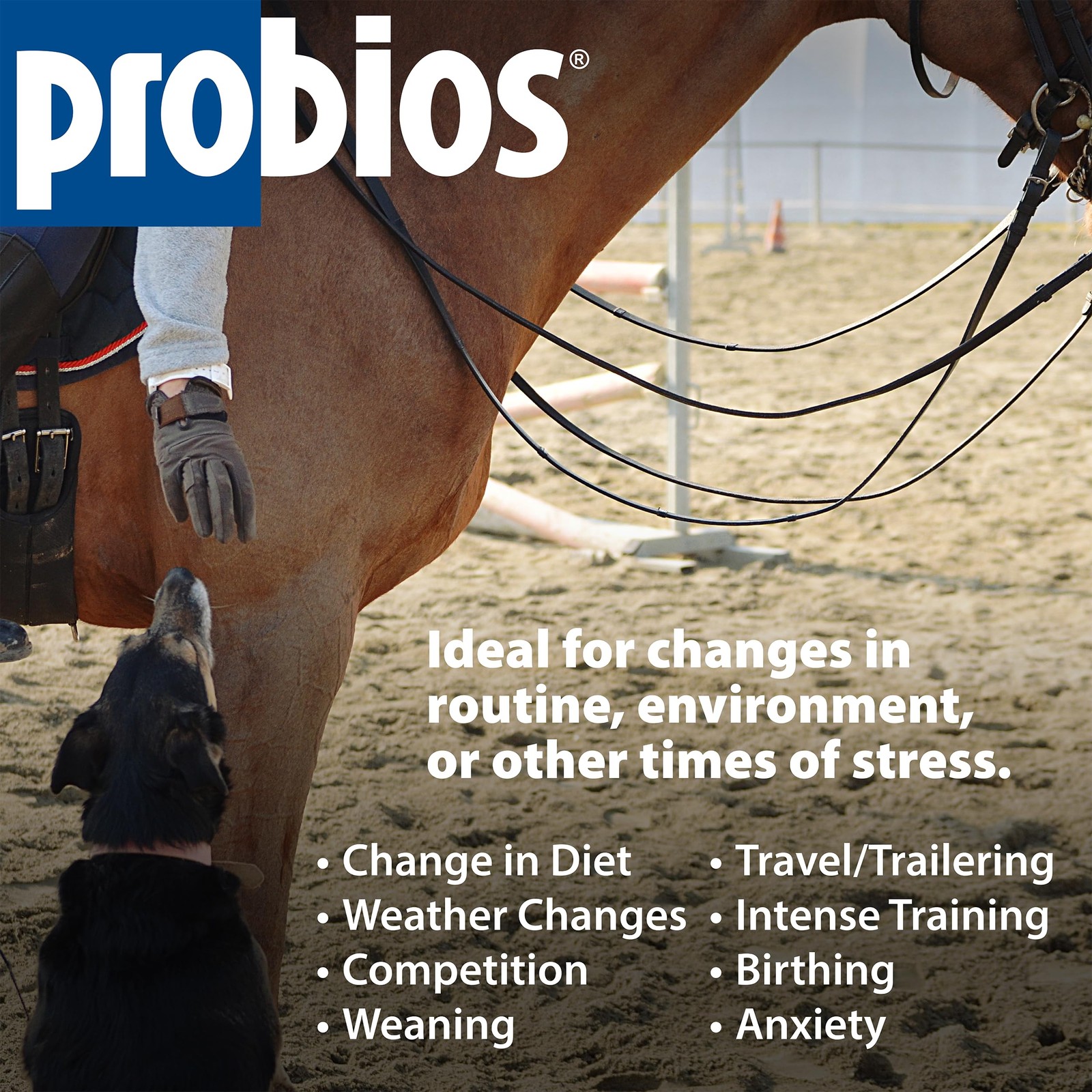 Probios for Horses Soft Chews, Daily Probiotic 1.32 Pound (Pack of 1), Brown