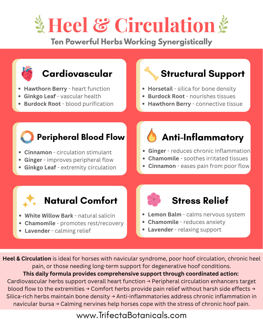 Heel & Circulation Herbal Horse Supplement – Equine Blend for Navicular Support