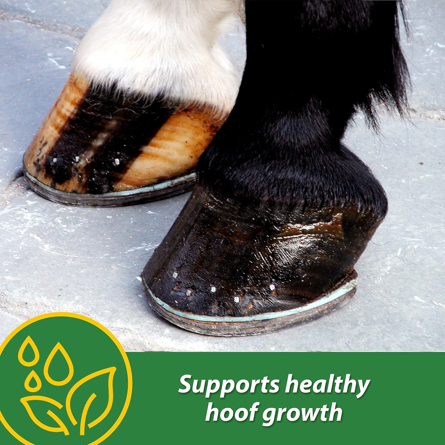 HB 15 Hoof Supplement, Supports Healthy Hoof Growth 3 Pound, 48 Day Supply