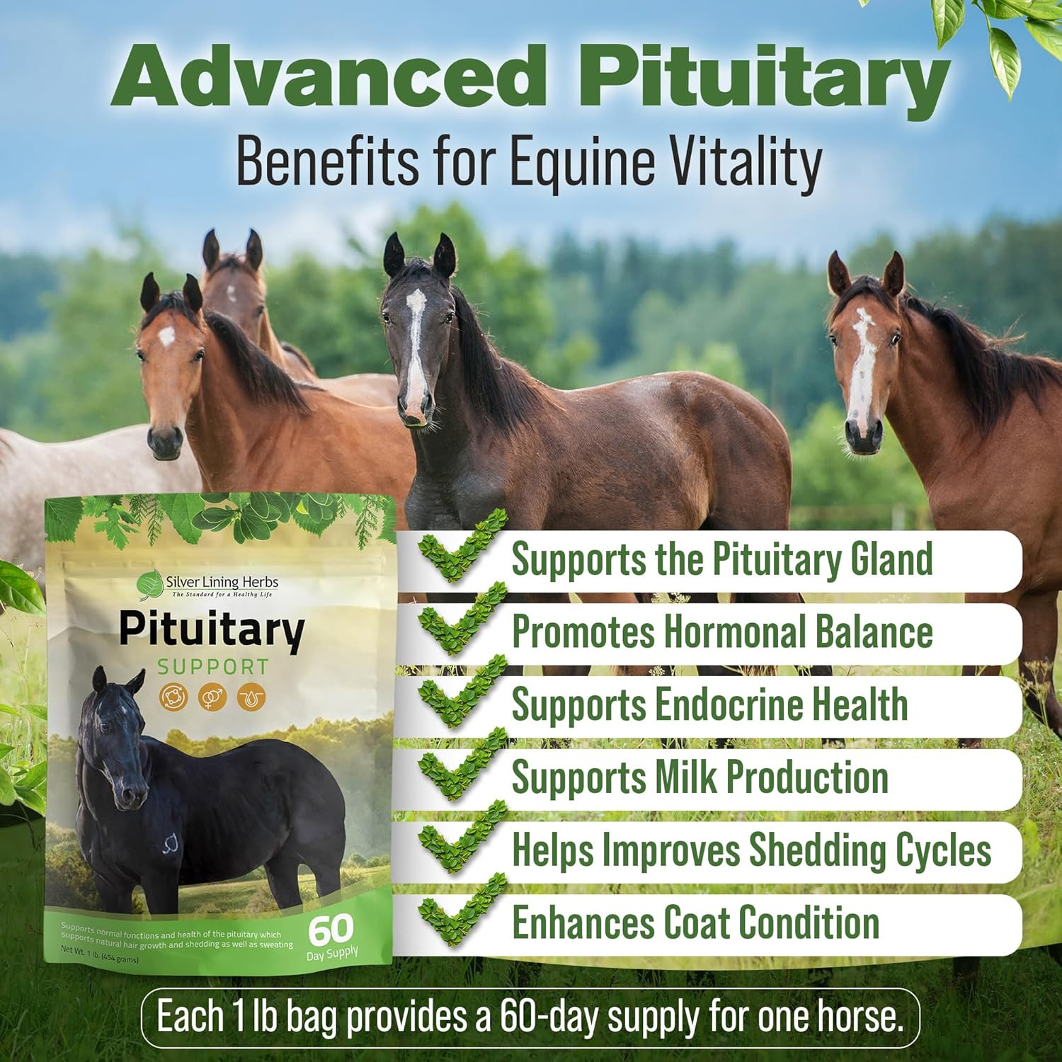 Pituitary Support for Horses – Herbal Equine Supplement for Pituitary, Endocrine