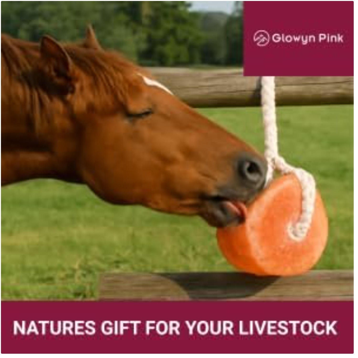 Glowyn Himalayan Salt Lick Block 6-Pack