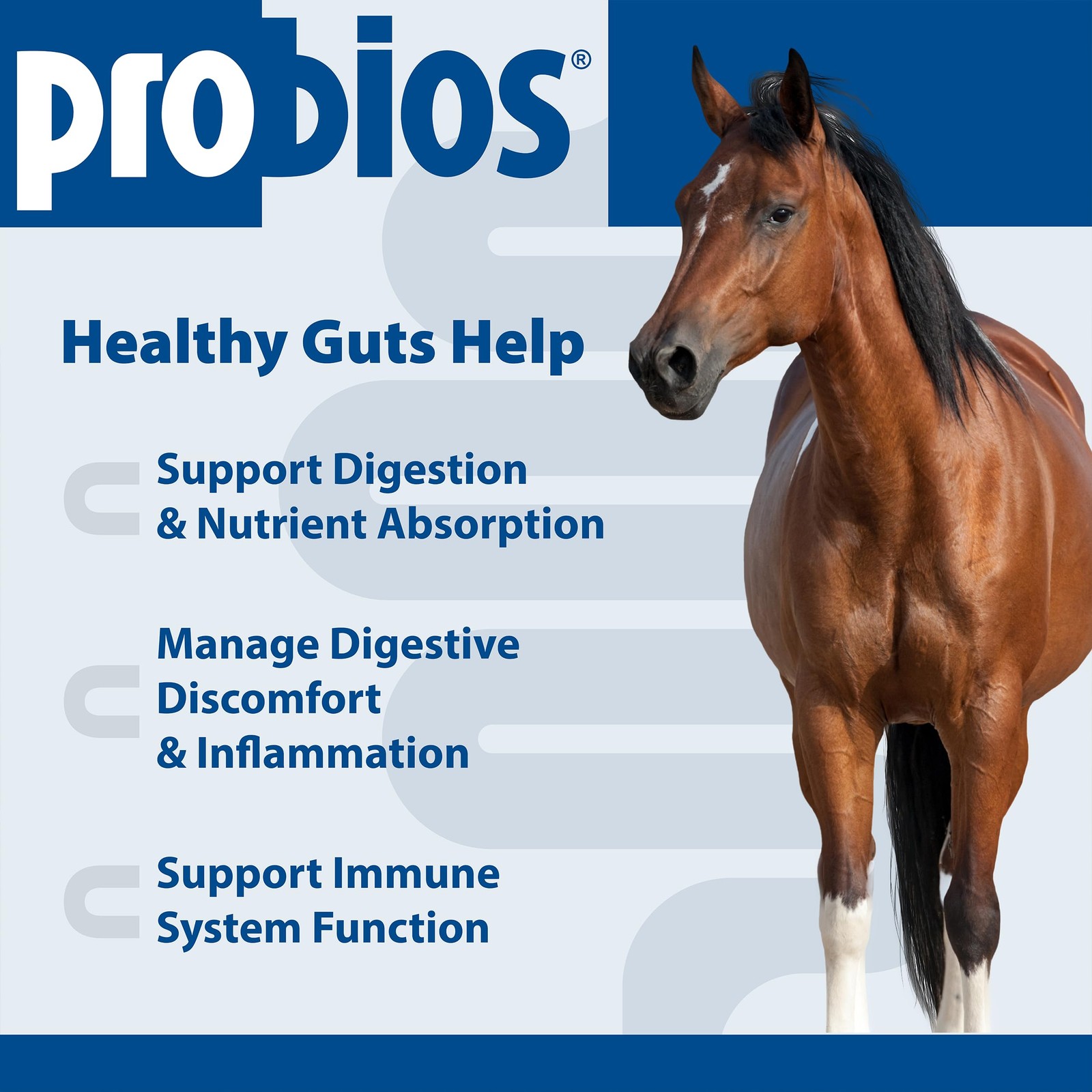Probios for Horses Soft Chews, Daily Probiotic 1.32 Pound (Pack of 1), Brown