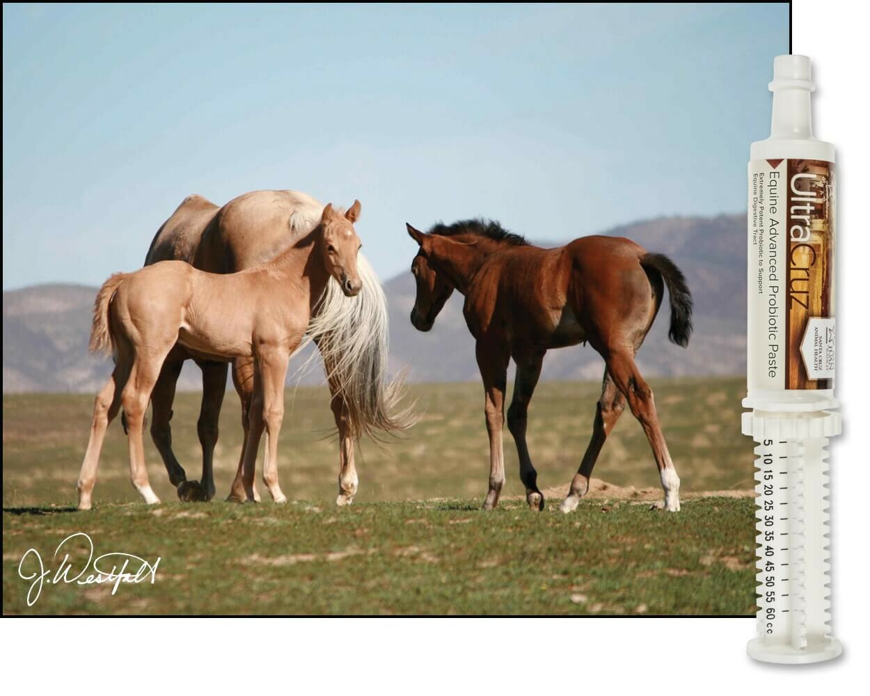 UltraCruz Foal Advanced Probiotic Supplement for Horses, 60 ml, Paste (2 Days)