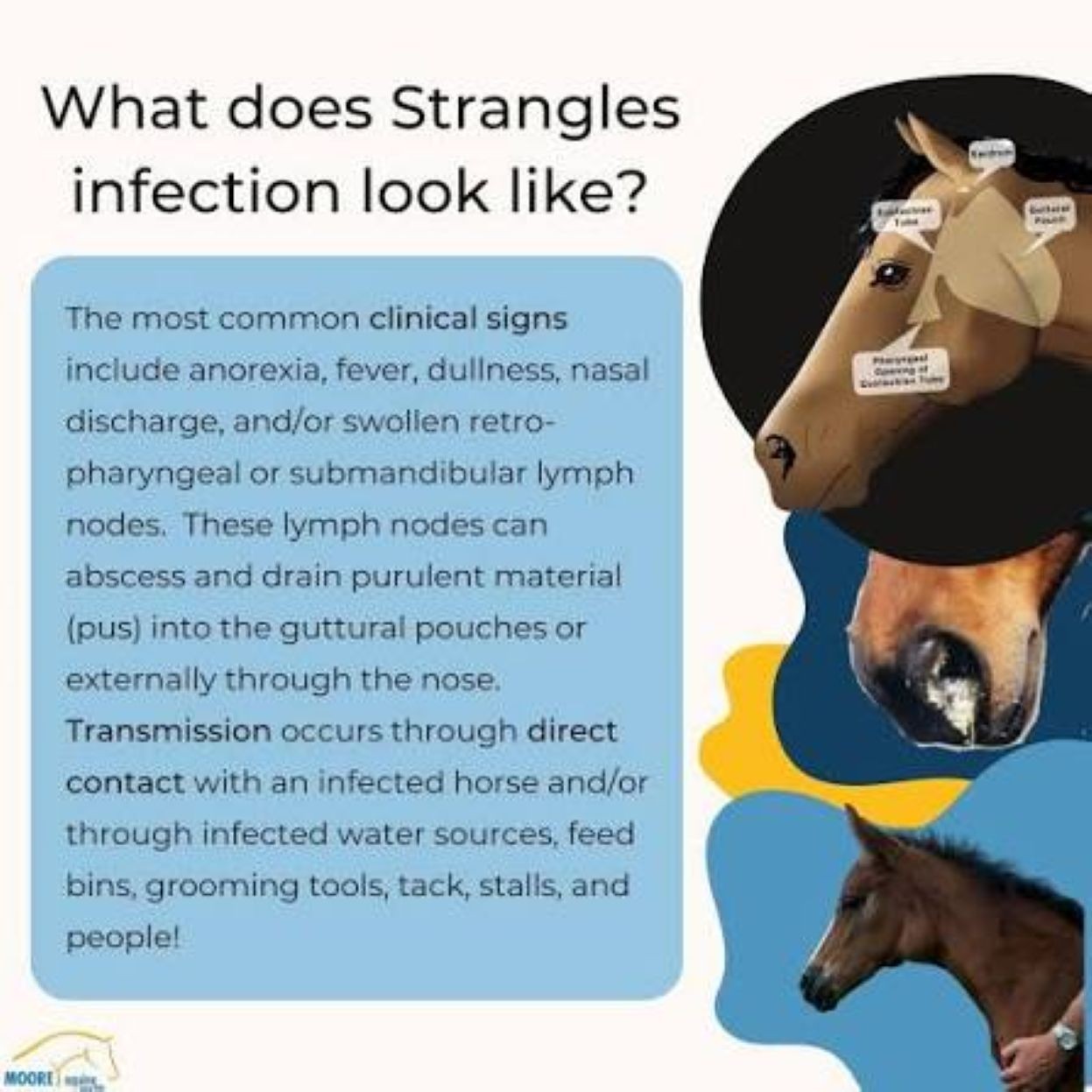 LOCKJAW & STRANGLES BACTERIA KILLER – TREAT & PREVENT – MADE IN USA