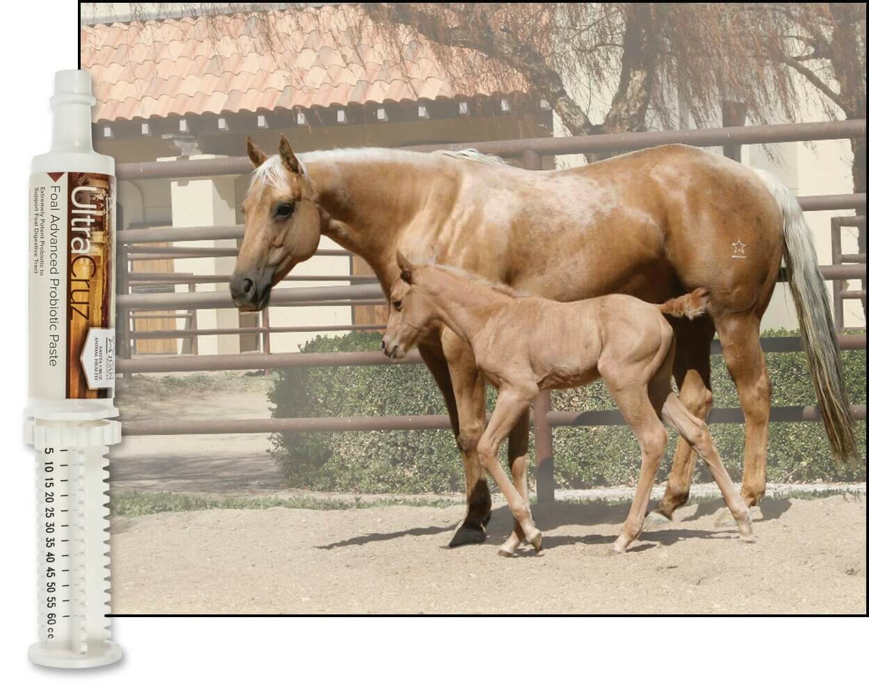 UltraCruz Foal Advanced Probiotic Supplement for Horses, 60 ml, Paste (2 Days)