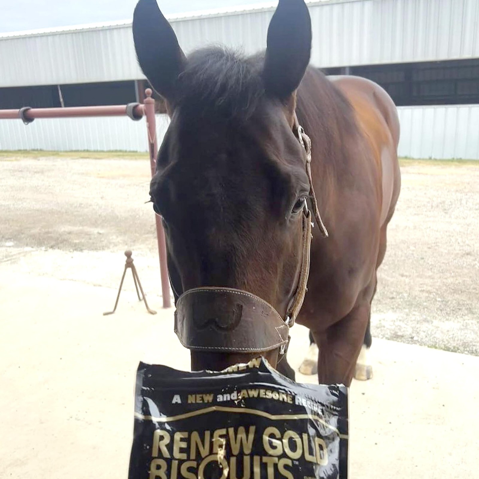 Phoenix Product Renew Biscuits Equine Nutrition Horse Treat Healthy Fiber 2 lbs